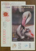 Greater Flamingo Bird,China 2001 Protect Rare Animals Pre-stamped Card - Flamants