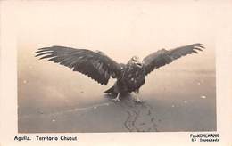 Argentine.        Aguila           Territorio Chubut       Aigle ? Condor ?     Carte Photo               (voir Scan) - Argentina