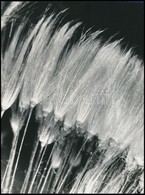Cca 1965 Képi Párhuzamok C. Sorozatból Gyermekláncfű és Ecset, Botta Dénes (1921-2010) Budapesti Fotóművész Hagyatékából - Autres & Non Classés
