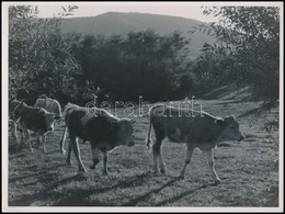 Cca 1939 Dr. Leszl Kornél (?-?) Budapesti Fotóművész Hagyatékából 3 Db Vintage Fotóművészeti Alkotás, Az Egyik Feliratoz - Altri & Non Classificati