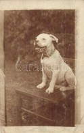 ** * 20 Db RÉGI Kutya Motívumos Képeslap / 20 Pre-1945 Motive Postcards: Dogs - Non Classés