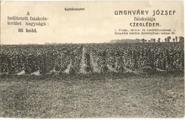 T2/T3 Cegléd, Unghváry József Faiskolája, Szőlőtelep. A Beültetett Faiskolaterület Nagysága 85 Hold (EK) - Ohne Zuordnung