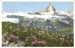 T2/T3 Zermatt, Aster Alpinus (Alpenaster) (EK) - Ohne Zuordnung