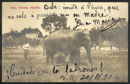 ARGENTINA: "Phua Victoria Porteña (elephant Mother And Her Calf In The Buenos Aires Zoo), Editor ""La Casa De Las Postal - Argentine