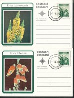 Postkarte - RAS - Südafrika  2. Postkarten   Blumen - Briefe U. Dokumente