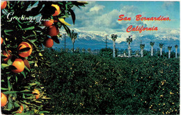 CPM ETATS-UNIS CALIFORMIE SAN BERNARDINO - Orangeraie Face Aux Montagnes - 1978 - San Bernardino