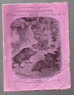 Cahier D'écolier Avec Couverture Illustrée : Hstoire Naturelle N°119 Le Sanglier  (PPP9438) - Dieren