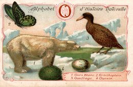 CHROMO  ALPHABET D'HISTOIRE NATURELLE    1 OURS BLANC  2 ORNITHOPTERE  3 OSSIFRAGE  4 OURSIN - Albums & Catalogues