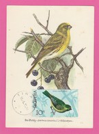 Carte Maximum - Oiseaux - Serin - Albanie - 1972 - Spatzen