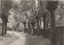 Belgique - Knokke-Zoute - Ses Sentiers - Zijn Wandelpaden - Lusterweg - Edition Stepman-Mengé - Knokke