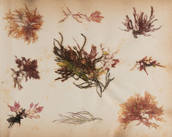 [HERBIER D'ALGUES. Seaweed Herbarium]. - Zonder Classificatie