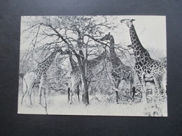 Echtfoto AK 1961 Giraffen Kruger National Park Süd Afrika / South Africa - Giraffes