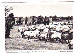 LÜNEBOURG (Allemagne), Moutons Dans La Lande, Photo Widmann, Ed.Naturschutzpark 1960 Environ - Lüneburg