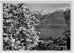 MAGNOLIA,  MURALTO-LOCARNO   2 SCAN            (VIAGGIATA) - Muralto