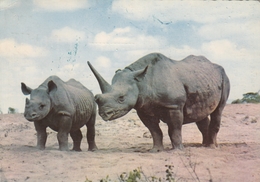 Rhino Rhinoceros Cote D'Ivoire Postcard 1962 - Rhinoceros