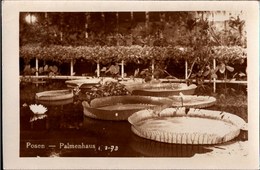 ! Alte Fotokarte, Photo, Posen, Poznan, Palmenhaus, 1933, Polen, Botanic Garden - Polen