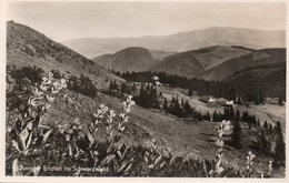 BLUHENDER ENZIAN IM SCHWARZWALD-REAL PHOTO-NON VIAGGIATA - Hochschwarzwald