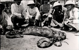 ! Real Old Photo Postcard , Foto, Big Snake, Schlange, Asien, Asia, Malaysia ?, Indochine ?, Hunting - Malaysia