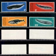 ESTERO - BRITISH ANTARTIC TERRITORY - 1977 - Balene (64/67) - Serie Completa - Gomma Integra (40) - Autres & Non Classés
