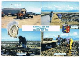 BLAINVILLE  COUTAINVILLE  GOUVILLE 50 Le Travail Des Huitres .1991 - Blainville Sur Mer