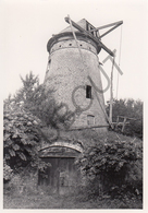 Balegem MOLEN / MOULIN -Originele Foto Jaren '70 ( A.Carre) 93 - Oosterzele