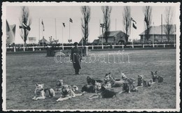 1948 Rendőrkutyák Bemutatója. Ferdinkó Béla Pecséttel Jelzett Fotó 9x14 Cm - Autres & Non Classés