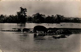 Hippopotames Au Bain (Afrique) - Hippopotames