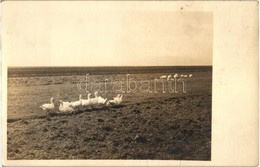 * T1/T2 Gyergyószentmiklós, Gheorgheni; Libák A Mezőn, Szász István Felvétele / Geese On The Field, Photo - Non Classés