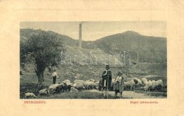 T2/T3 Petrozsény, Petrosani; Hegyi Juhászcsorda, Juhnyáj. W. L. Bp. 5394. / Flock Of Mountain Sheep (fa) - Non Classés