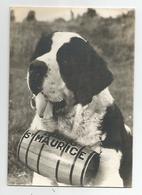 73 Savoie - Kairo La Rosière école De Chiens D'avalanche Col Petit St Bernard Chien Tonneau Bourg Saint Maurice 1969 - Bourg Saint Maurice