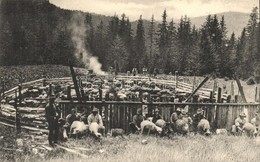 ** T2/T3 Tiszabogdány, Bogdán, Bohdan; Dojeni Ovcí Na Planine / Juhok Fejése A Tisztáson / Farmers Milking The Sheep (EK - Non Classificati