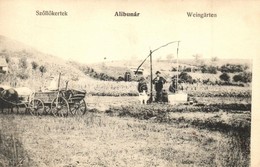 T2/T3 Alibunár, Alibunar; Szőlőkertek, Gémeskút / Weingärten / Vineyards, Well, Shadoof (EK) - Non Classés