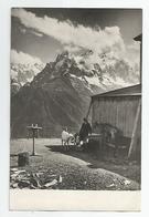 74  Chèvres Aiguilles Des Charmoz De Blaitière Et Du Plan Flégère Vallée Chamonix Mt Blanc Chèvre Ed Laulagnet Marseille - Chamonix-Mont-Blanc