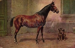 T3 Trackehner Und Pinscher / Horse, Dogs S: Carl Reichert (fl) - Zonder Classificatie