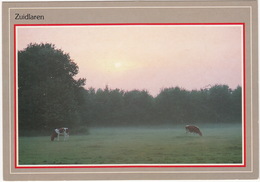 Zuidlaren - Rood-bonte Koeien In De Grondmist  - (Drenthe,Holland/Nederland) - Zuidlaren