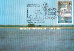 BIRDS, PELICANS, DANUBE DELTA, CM, MAXICARD, CARTES MAXIMUM, 1987, ROMANIA - Pélicans