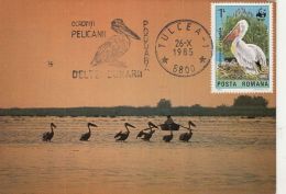 BIRDS, PELICANS, DANUBE DELTA, CM, MAXICARD, CARTES MAXIMUM, 1985, ROMANIA - Pélicans