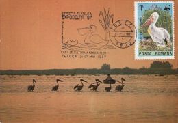 BIRDS, PELICANS, DANUBE DELTA, CM, MAXICARD, CARTES MAXIMUM, 1987, ROMANIA - Pélicans