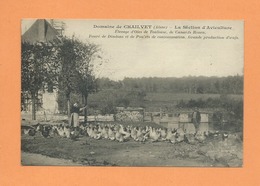 CPA  - Domaine De Chailvet   - (Aisne ) - La Section D'Aviculture - Elevage D'Oies De Toulouse,Canards Rouen ,dindons, - Sonstige Gemeinden