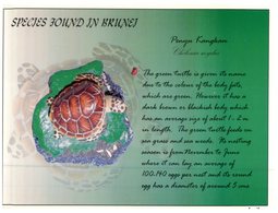 (616) Brunei Darrusalam - Turtle / Tortue - Schildkröten