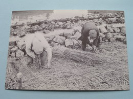 Aanbrengen Van Krammat Afsluitdijk Van Wieringen Naar Fries ( 19 Apr 1932 ). ( Copyright Foto's : Gemeente Wieringen ) ! - Den Oever (& Afsluitdijk)