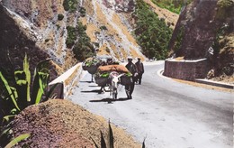 Afrique > Algérie > Villes > Blida Gorges De La Chiffa - Blida