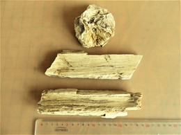 Bois Fossile Silicifié Vallée D'eure - Fossielen