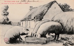 Cochons. - Carte Dessinée Humoristique - Cochons