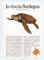 Illustration: Franco Testa: Caretta Caretta, Caouanne, Tortue De Mer (18-3124) - Turtles