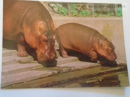 D161336 Hungary  Hippo Hippopotamus Flusspferde - Hippopotames