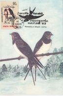 BIRDS, SWALLOWS, CM, MAXICARD, CARTES MAXIMUM, 1993, ROMANIA - Golondrinas