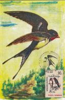 BIRDS, SWALLOWS, CM, MAXICARD, CARTES MAXIMUM, 1995, ROMANIA - Hirondelles