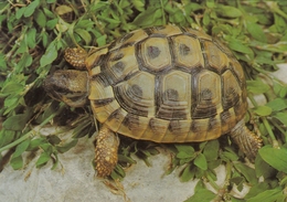 Turtle Testudo Hermanni , Krka National Park Croatia - Schildkröten