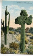 ARBRE(CACTUS) ETATS UNIS - Cactusses